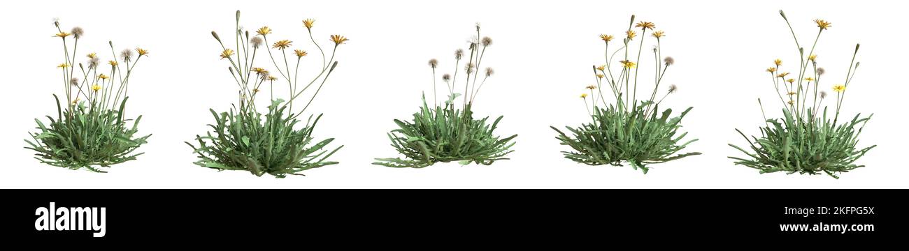 Set of grass bushes isolated on white. Autumn Hawkbit. Scorzoneroides autumnalis. 3D illustration Stock Photo