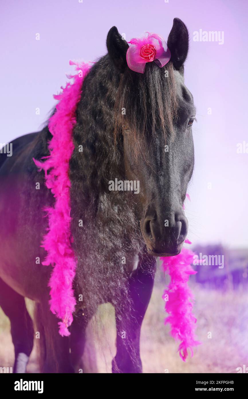 Friesian Horse Portrait Stock Photo