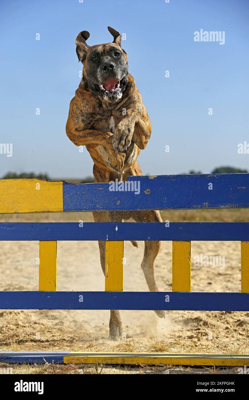 jumping Great Dane Stock Photo