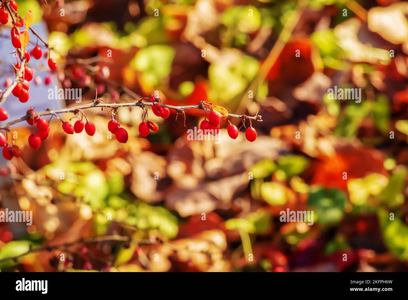 Red fruits of barberry on a branch in the autumn garden, close-up. Ripe Berberis sibirica berries are ready for harvest. Stock Photo