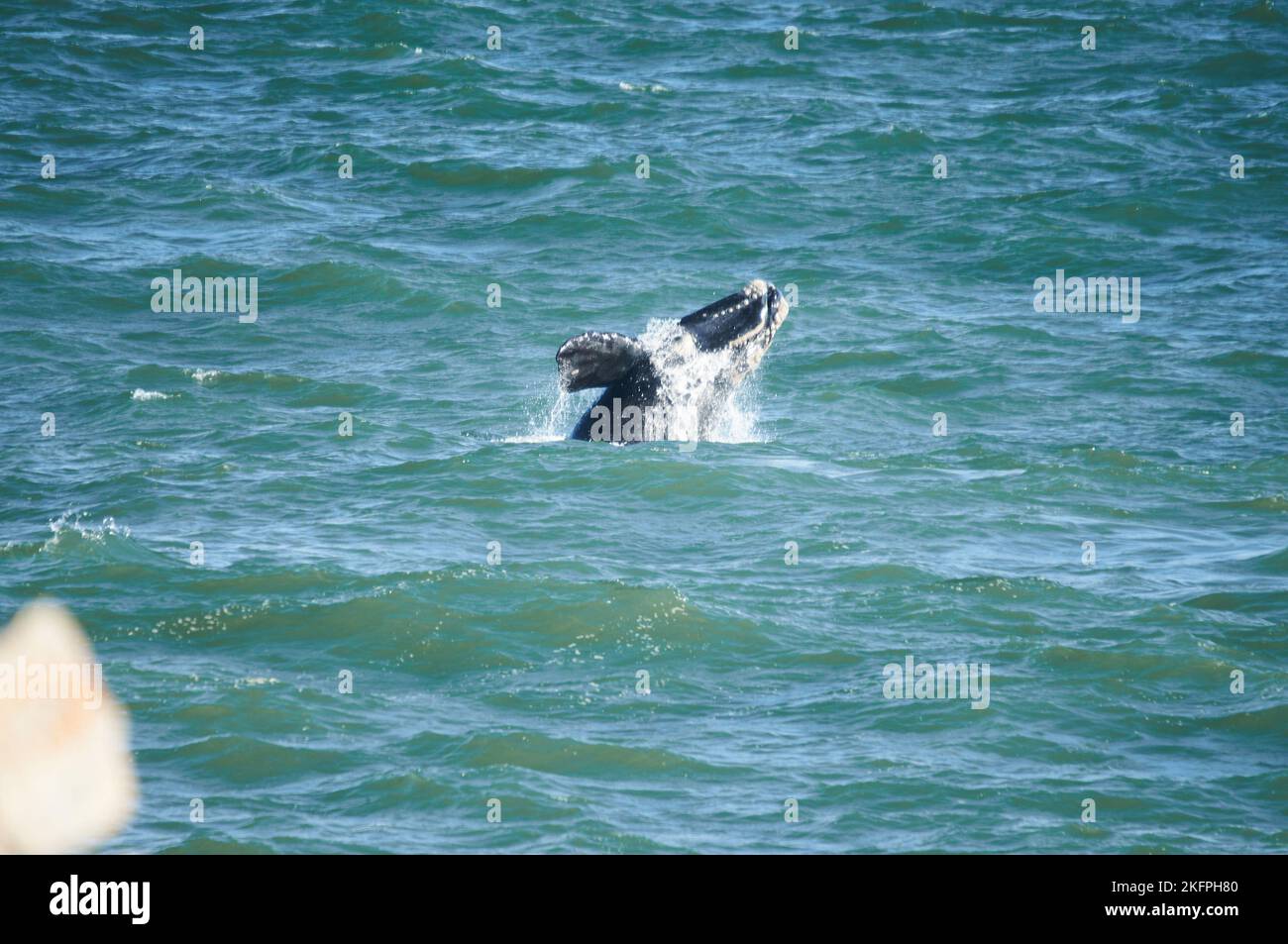 Southern Right whale calf breaching as seen from land-based site  Hermanus South Africa. Annual migration from Antarctica to calve and mate. Stock Photo