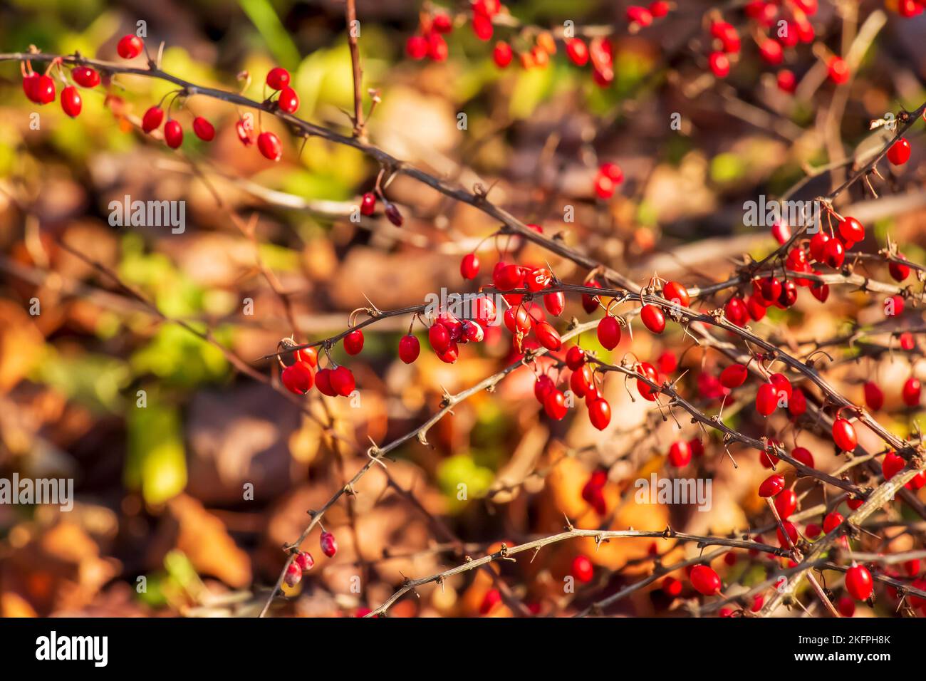 Red fruits of barberry on a branch in the autumn garden, close-up. Ripe Berberis sibirica berries are ready for harvest. Stock Photo