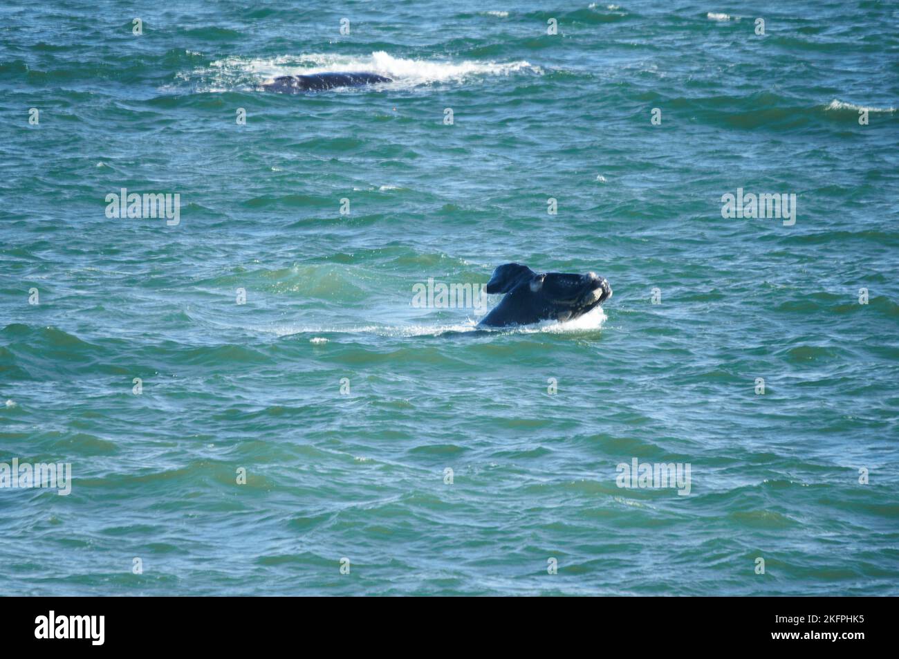 Southern Right whale calf breaching as seen from land-based site  Hermanus South Africa. Annual migration from Antarctica to calve and mate. Stock Photo