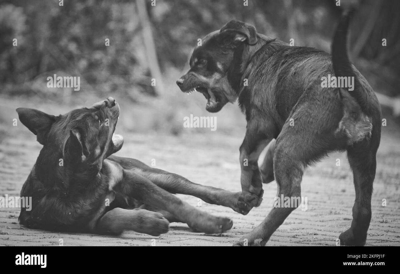 Animals with their mouths open Black and White Stock Photos & Images