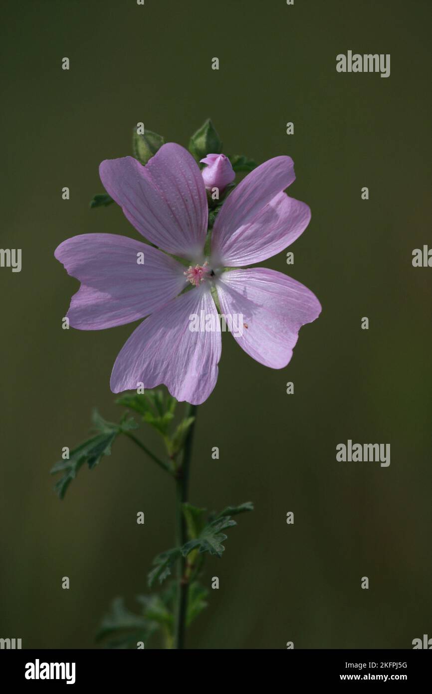 White musk mallow flower hi-res stock photography and images - Alamy