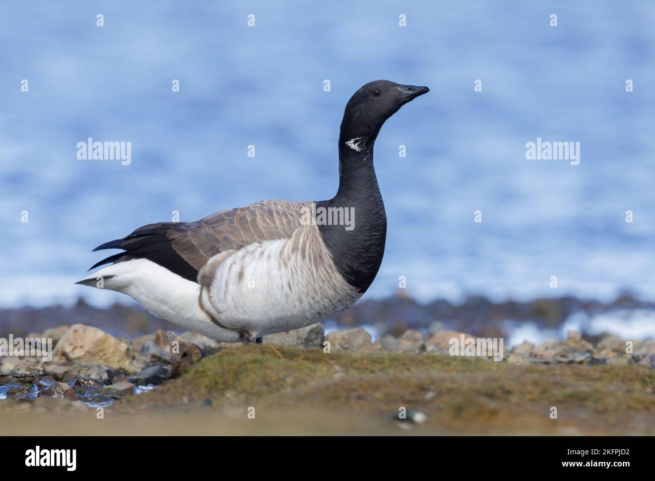 Brant Goose (Branta bernicla hrota), side view of an adult standing on the ground, Capital Region, Iceland Stock Photo