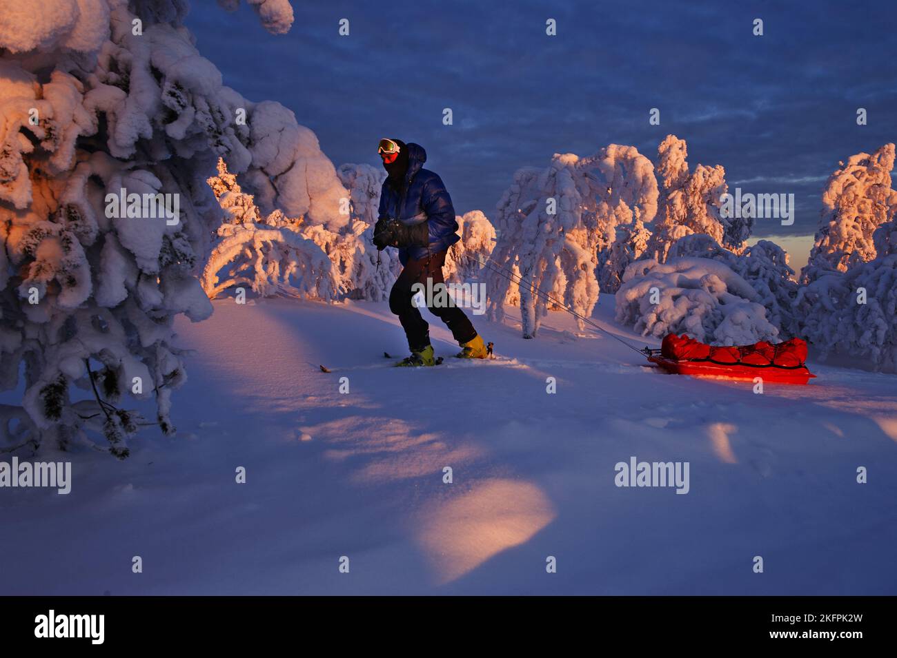 Finland. Lapland. In the heart of a national park, a man pulls his sled Stock Photo