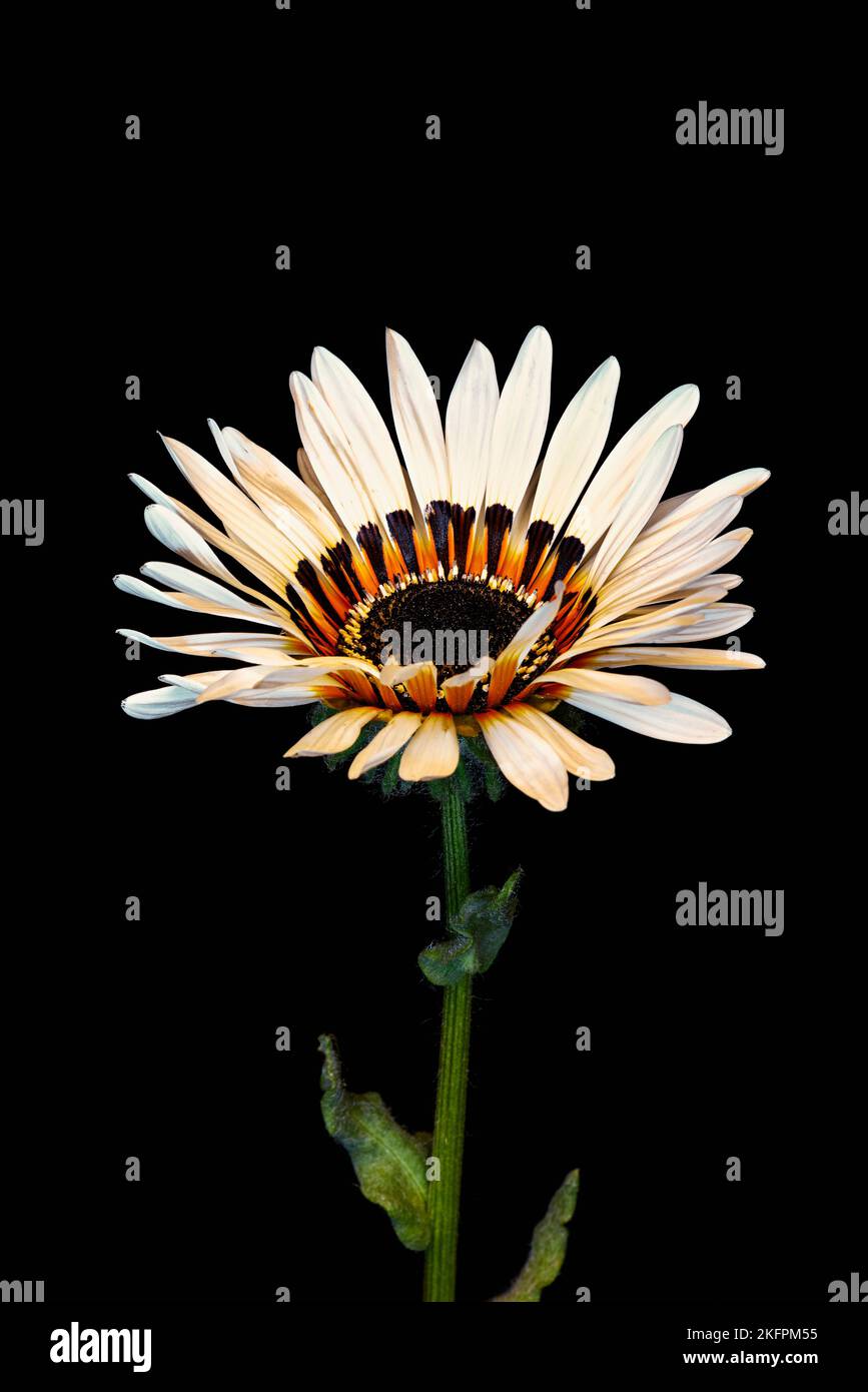 A zulu prince daisy against a black background Stock Photo - Alamy
