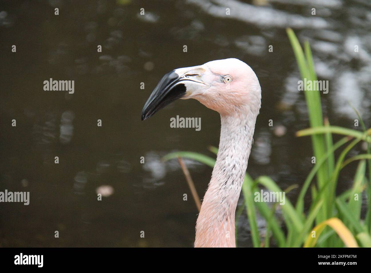 The Head of an Adult Chilean Flamingo Bird. Stock Photo