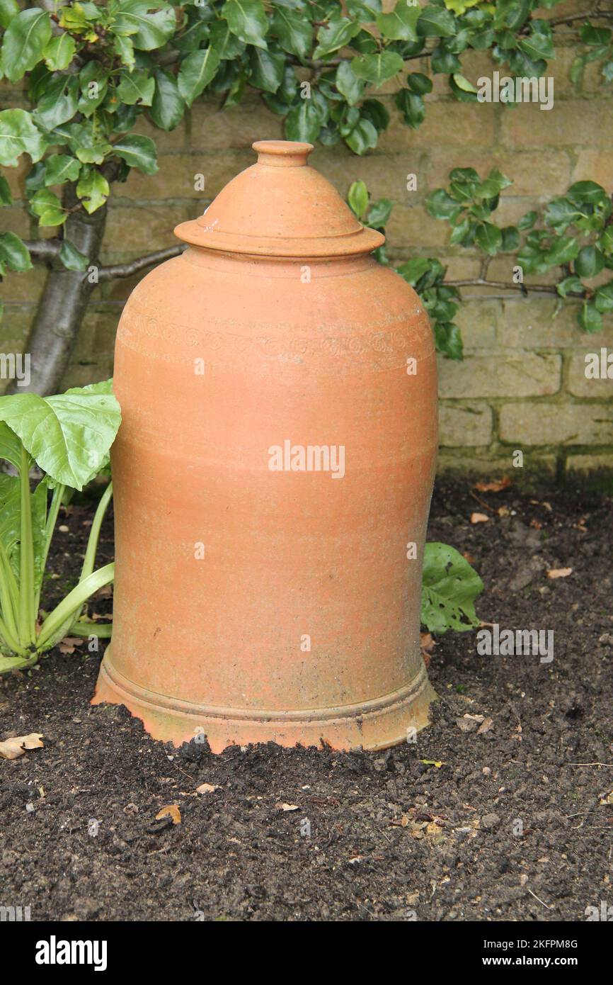 A Terracotta Pot for Force Growing Rhubarb Plants. Stock Photo