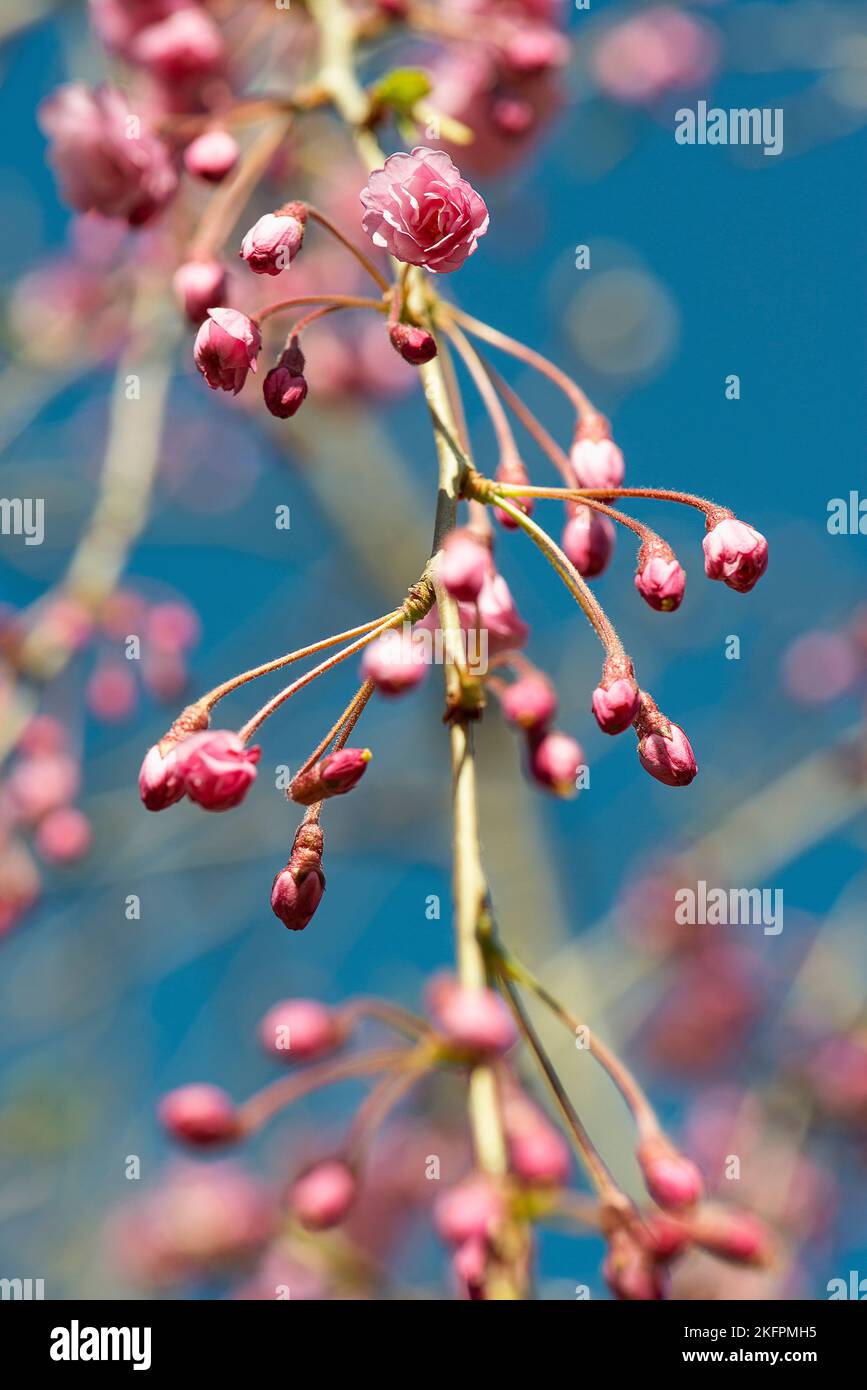 Cherry blossoms in spring time. Stock Photo