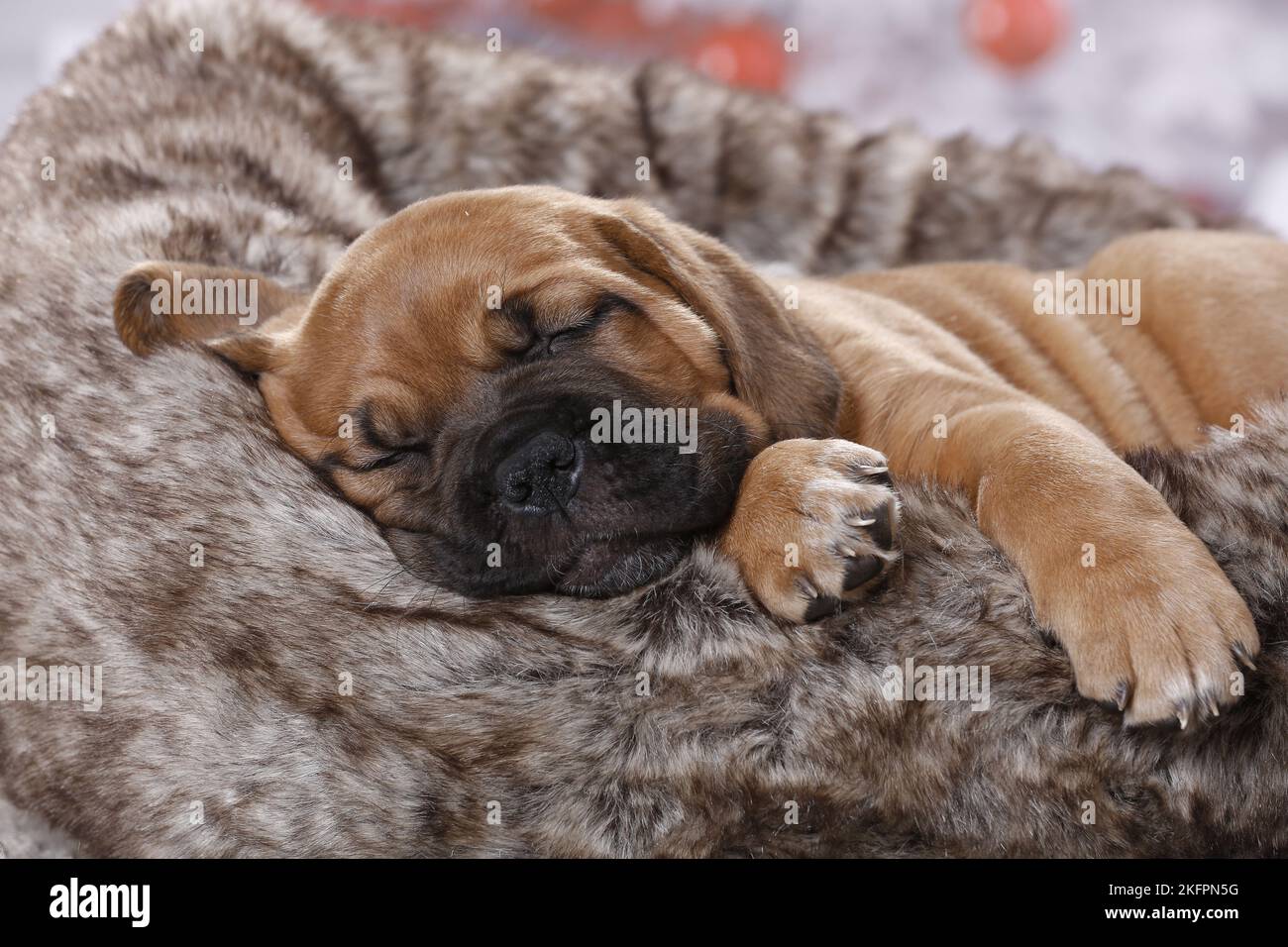 Dogue de Bordeaux Puppy Stock Photo