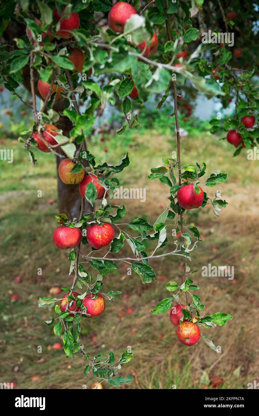 An overgrown heritage apple tree Stock Photo Alamy