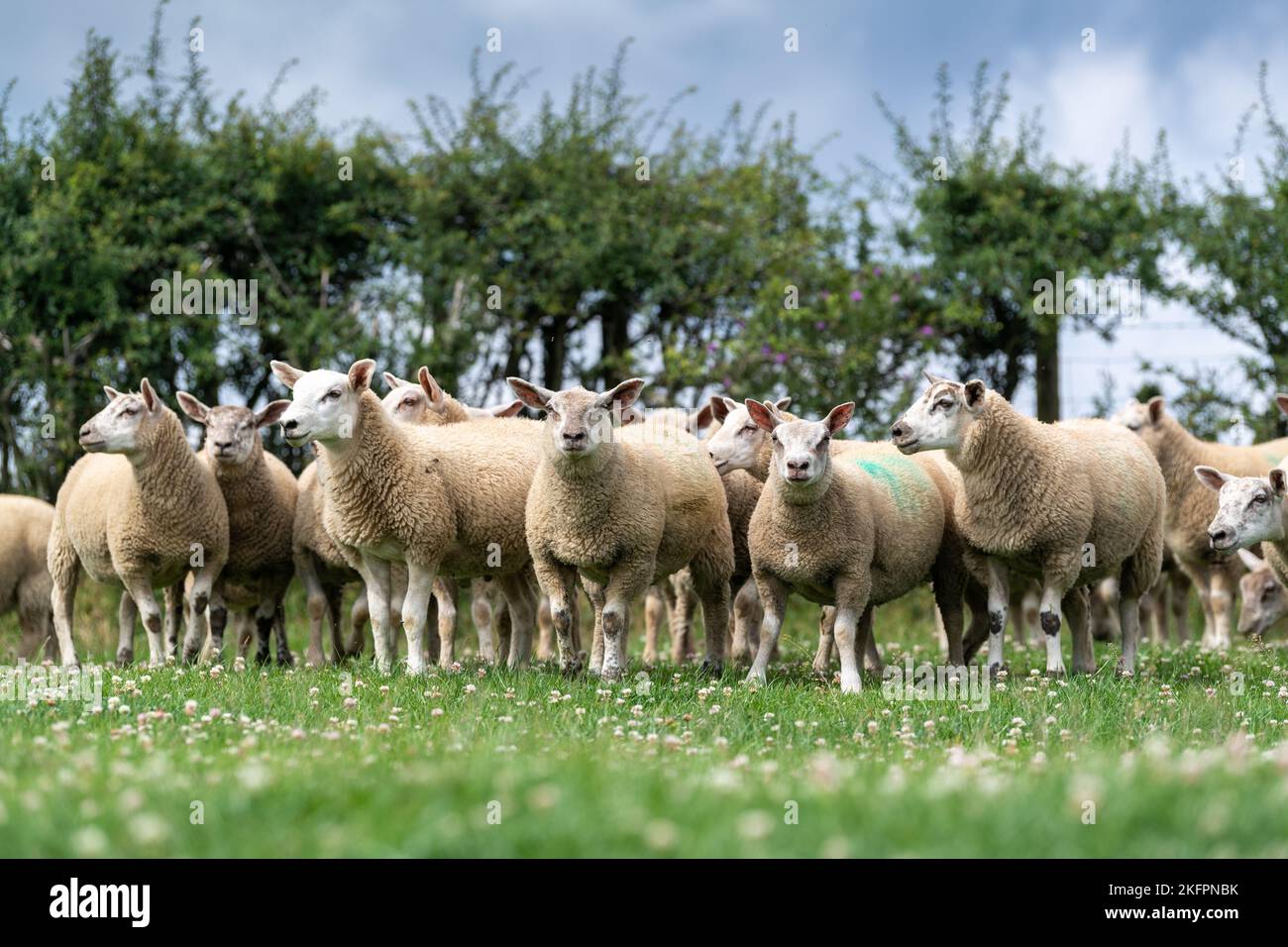 Fat lambs sired by a Charollais ram finishing on a grass ley full of White Clover, North York Moors, UK. Stock Photo
