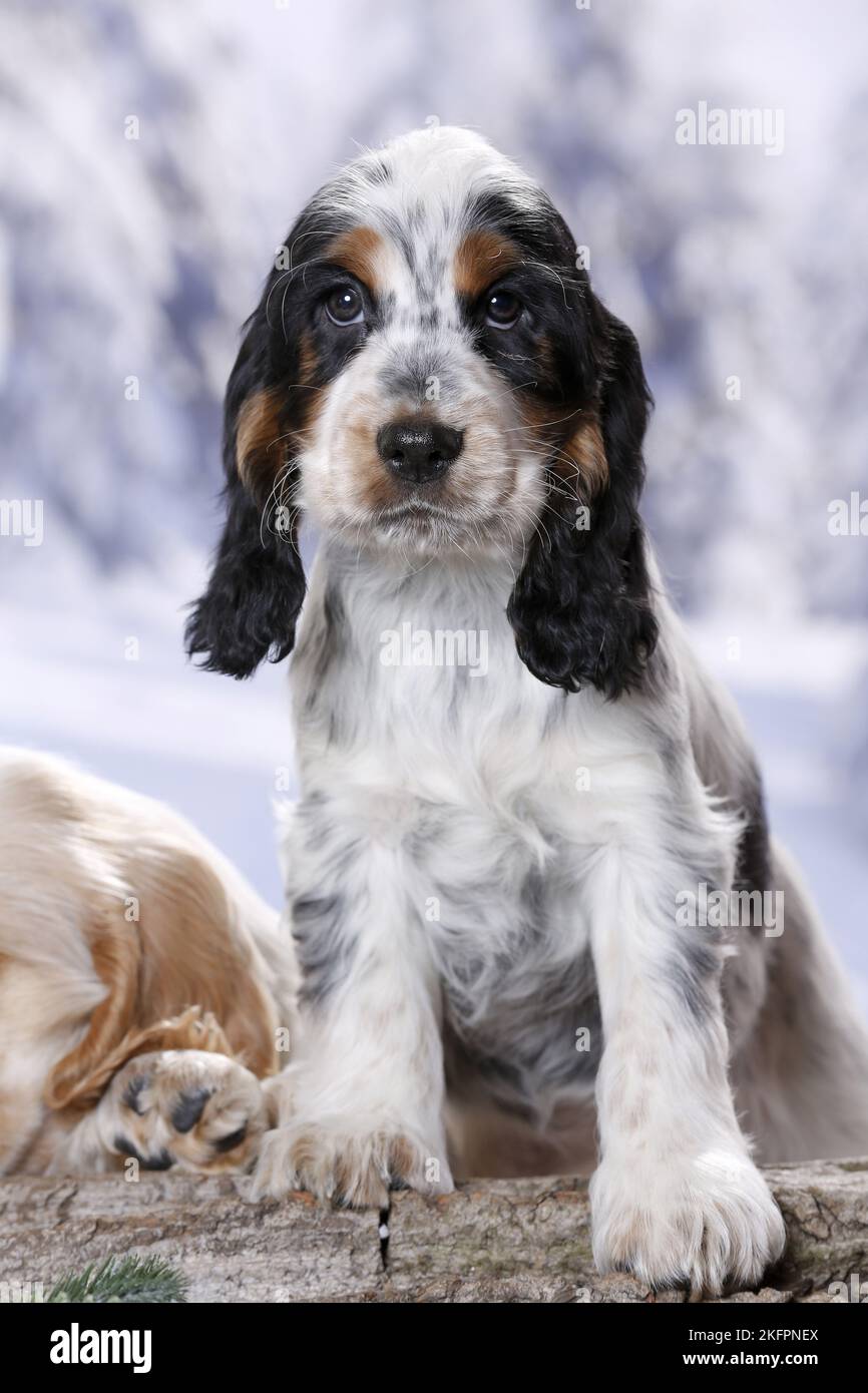 English Cocker Spaniel Puppy Stock Photo Alamy