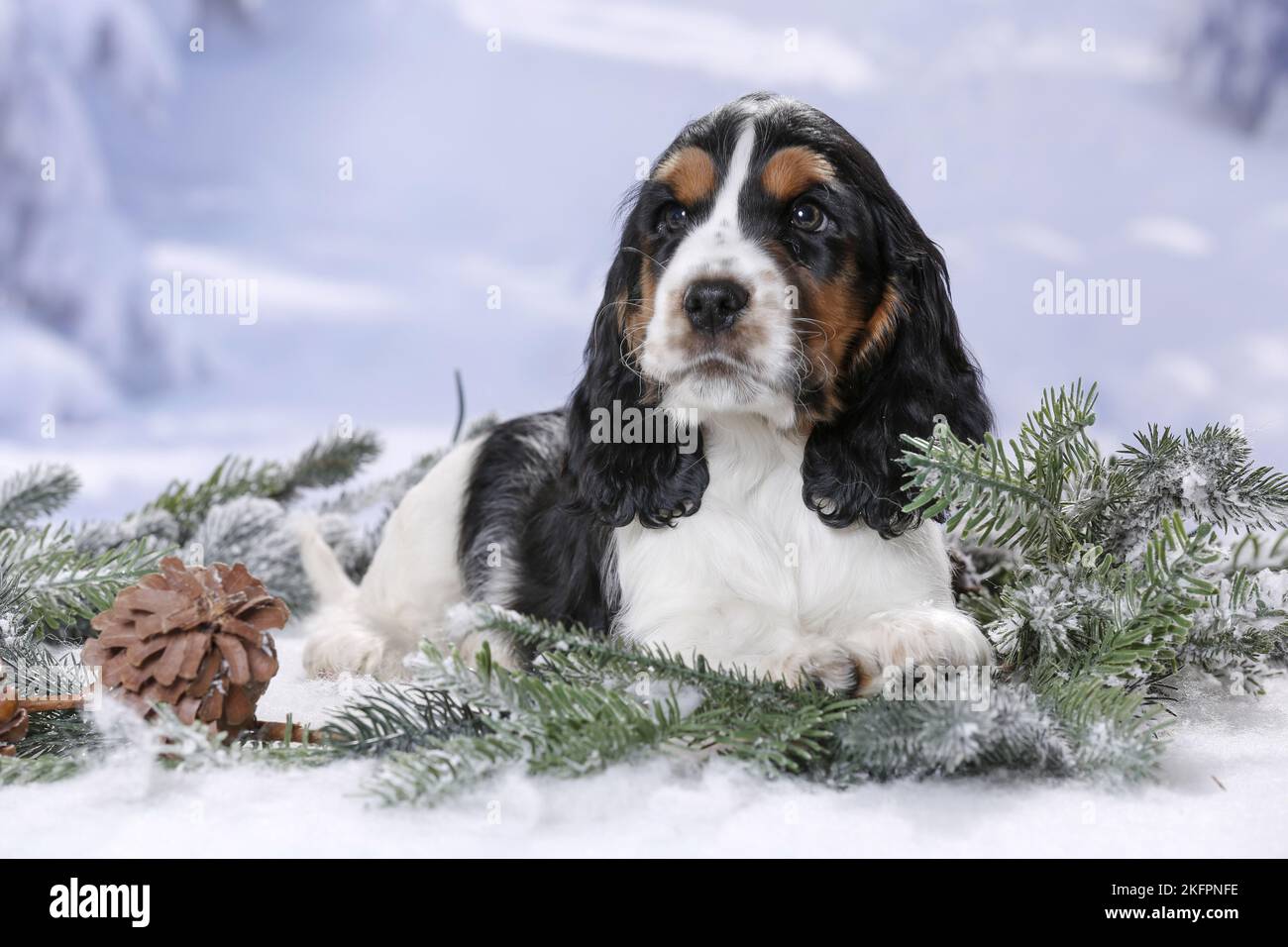 English Cocker Spaniel Puppy Stock Photo