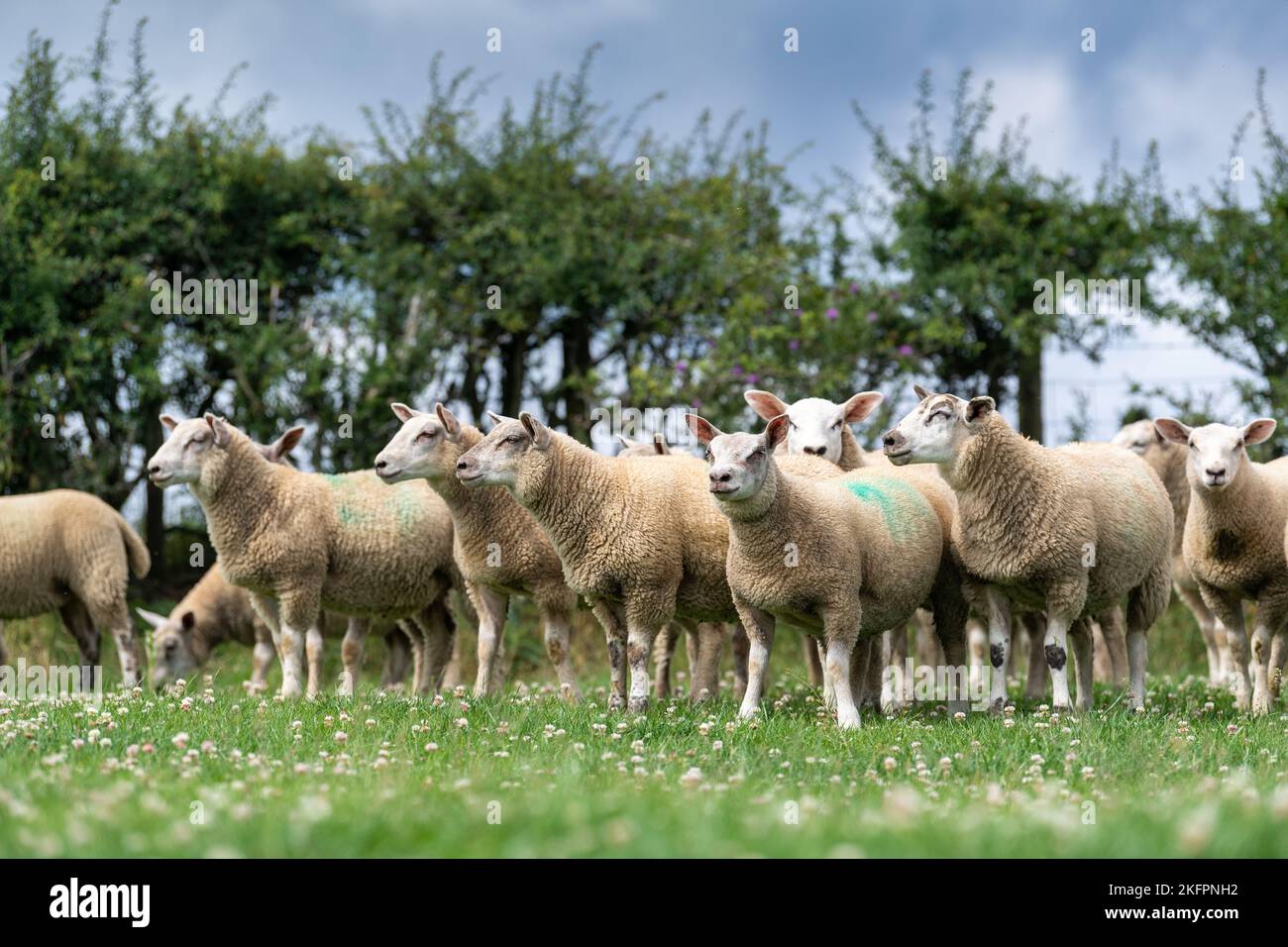 Fat lambs sired by a Charollais ram finishing on a grass ley full of White Clover, North York Moors, UK. Stock Photo