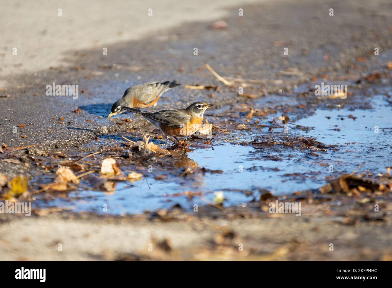 Two American robin birds, Turdus migratorius drinking water from a