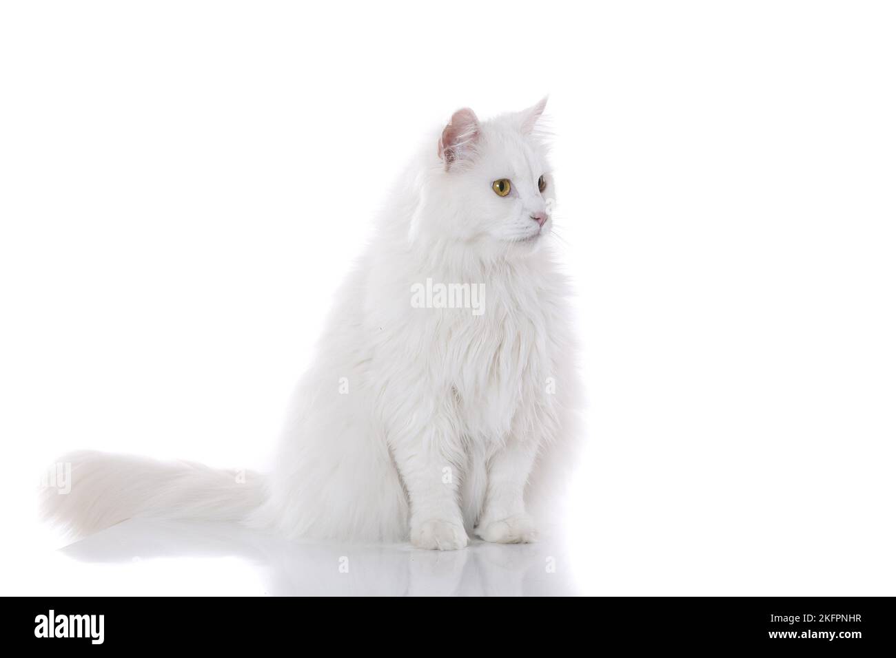 sitting Siberian Forest Cat Stock Photo - Alamy