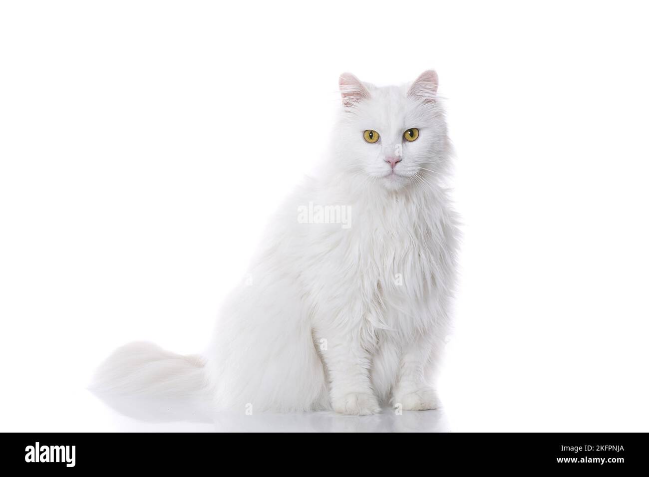 sitting Siberian Forest Cat Stock Photo - Alamy