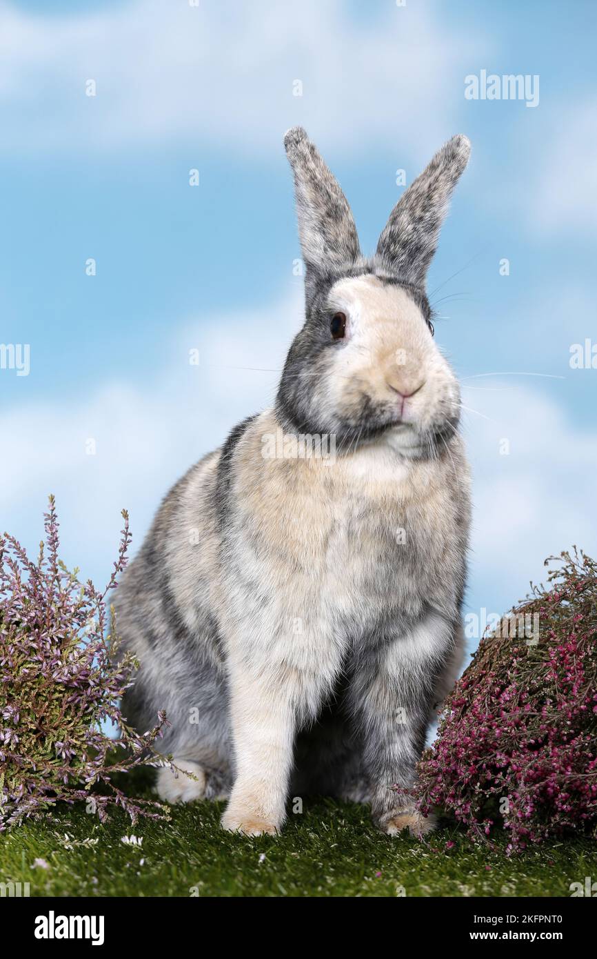 Cloudy sky studio rabbit hi-res stock photography and images - Alamy