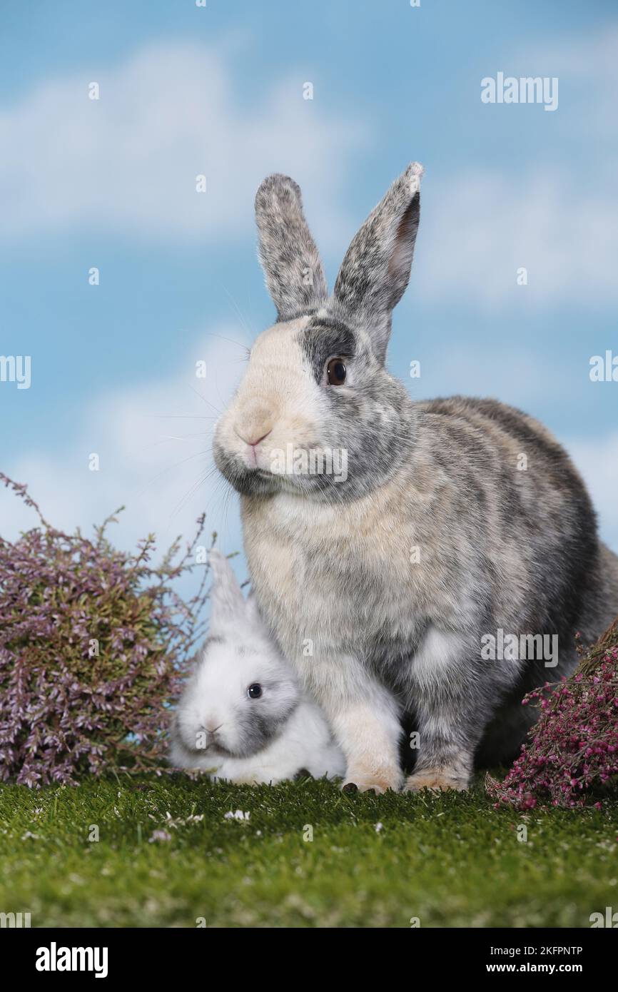 2 rabbits Stock Photo