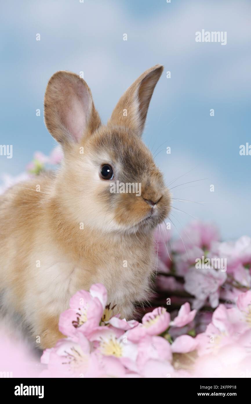 Yong Rabbit Cute rabbit coloured studio hi-res stock photography and images - Alamy