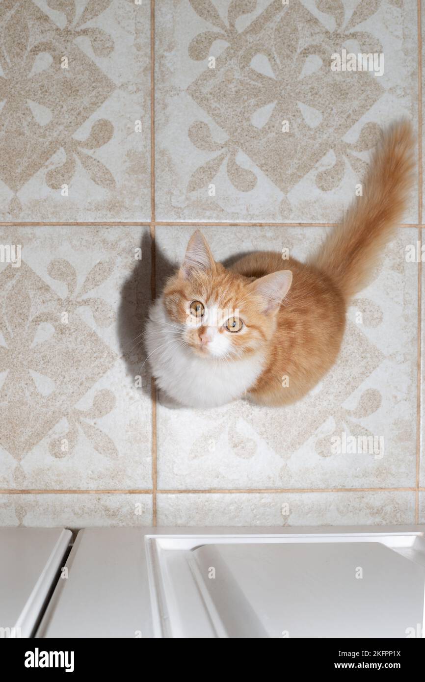 Red kitten sits on a tile and looks up. Stock Photo