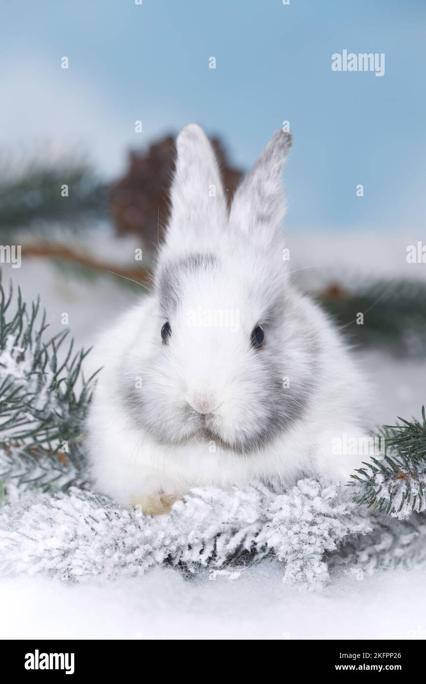 Two rabbits snow vertical hi-res stock photography and images - Alamy