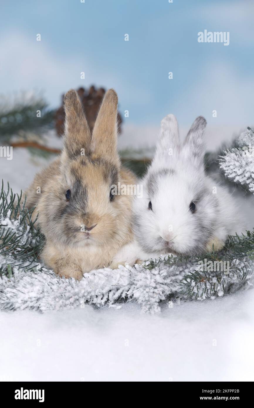 Two rabbits snow vertical hi-res stock photography and images - Alamy