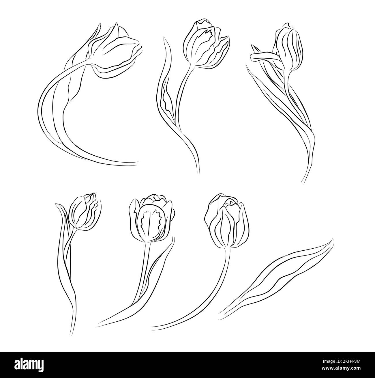 A vector illustration of a set of tulips Stock Vector Image & Art Alamy
