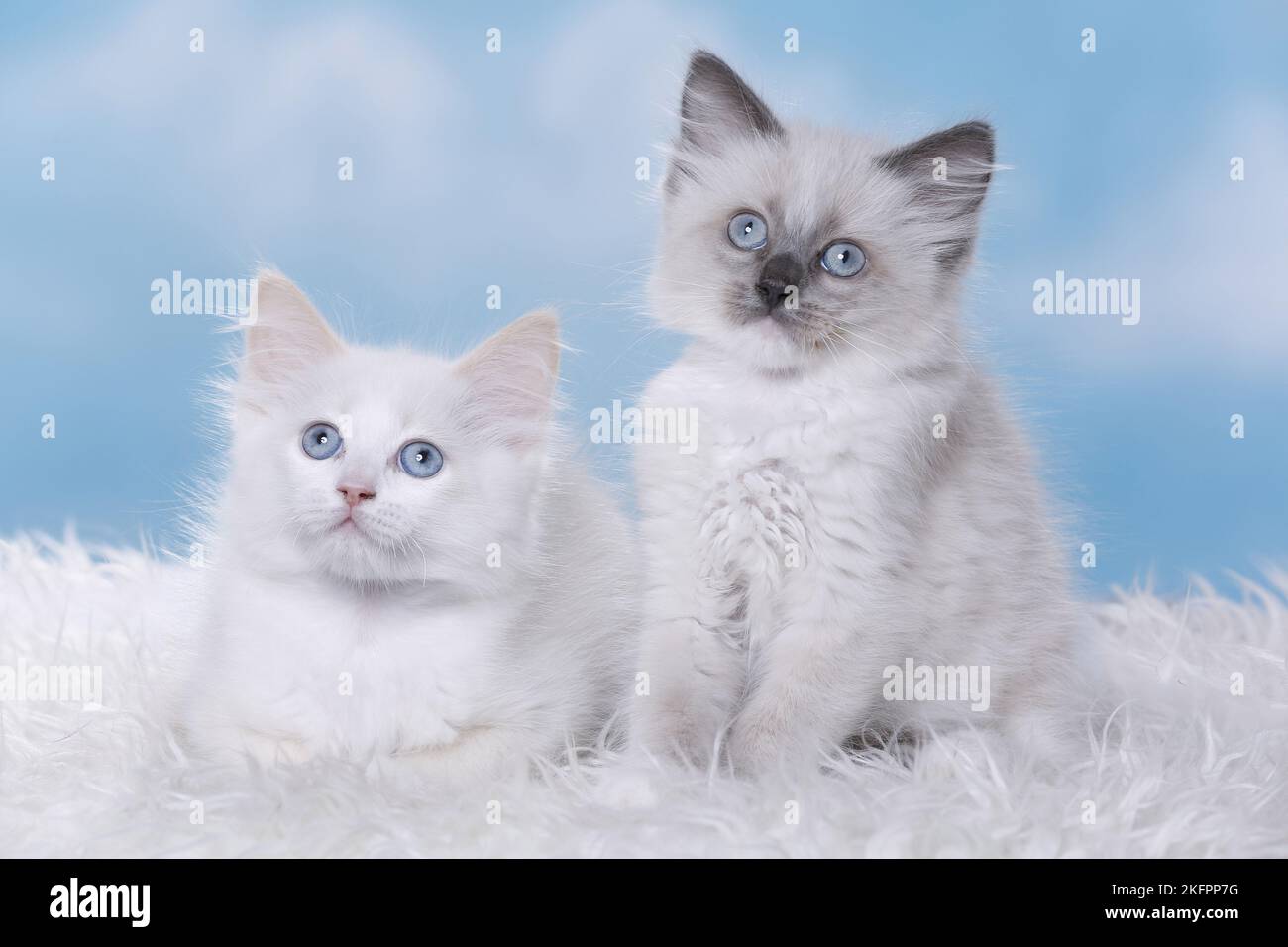 Two long hair ragdoll cats hi-res stock photography and images - Alamy