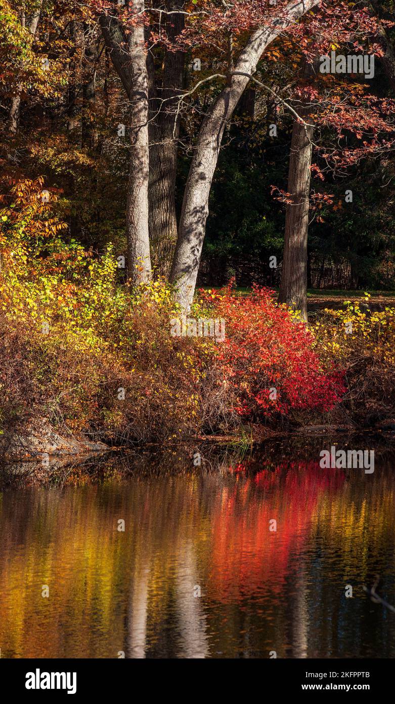 Trunks of scarlet and white oak trees and colorful undergrowth in fall foliage, alongside a river bank. Charles River Peninsula, Needham, MA, US Stock Photo