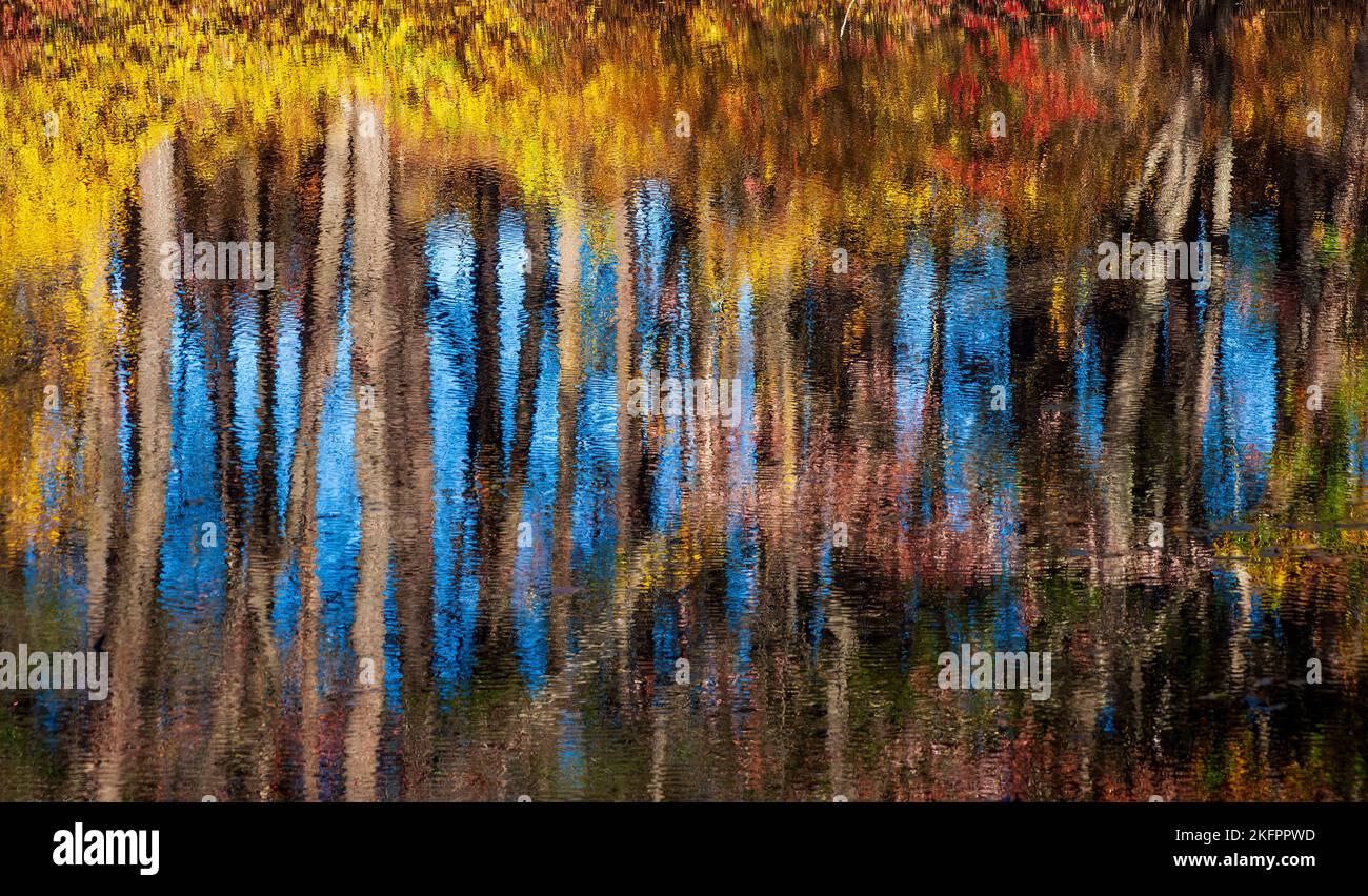 Reflection of a grove of trees in fall colors against a blue sky, on ...