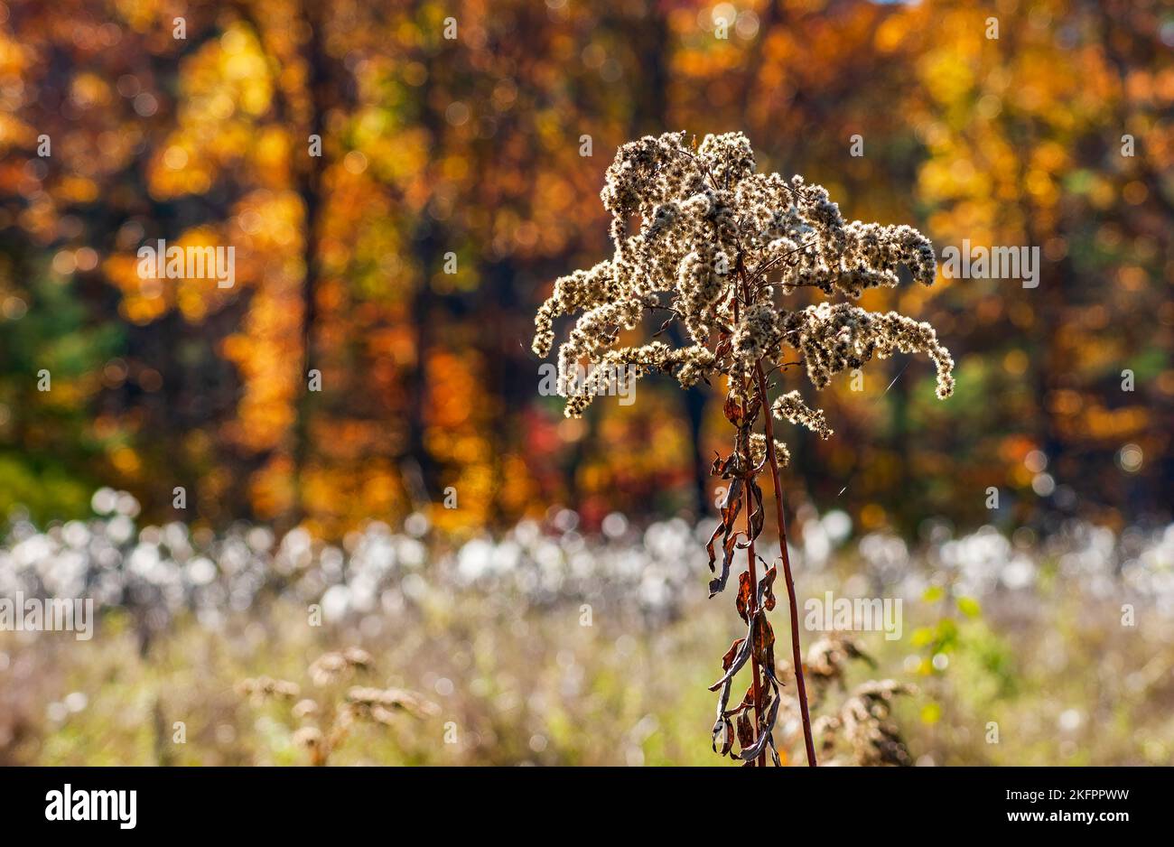 Tall Goldenrod (Solidago altissima) - a dried stalk packed with seeds for hungry winter birds.. Charles River Peninsula, Needham, MA, US Stock Photo