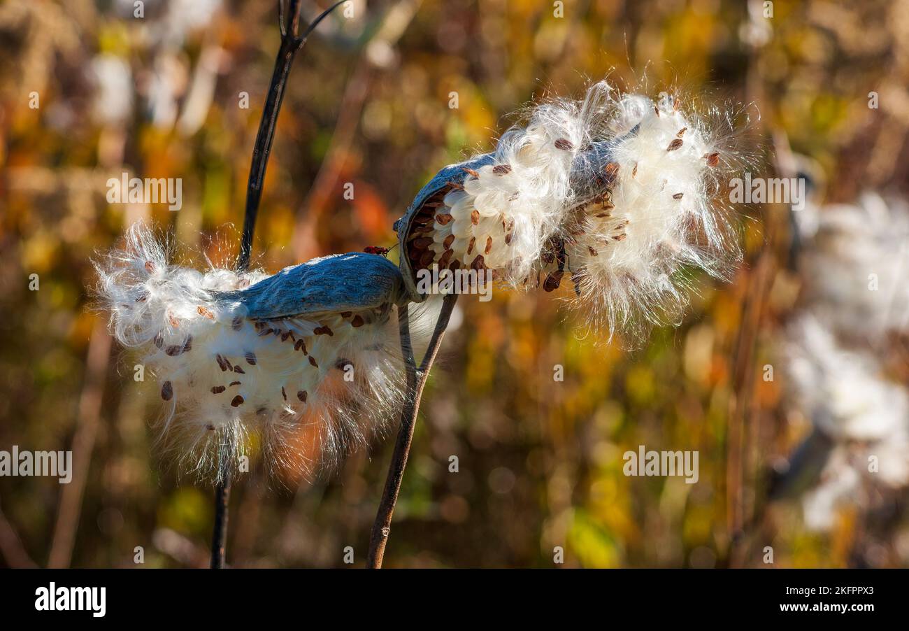 Common milkweed (Asclepias syriaca) - follicular fruits dehiscing to release seeds, each clad in a silky pappus. Charles River Peninsula, Needham, MA. Stock Photo