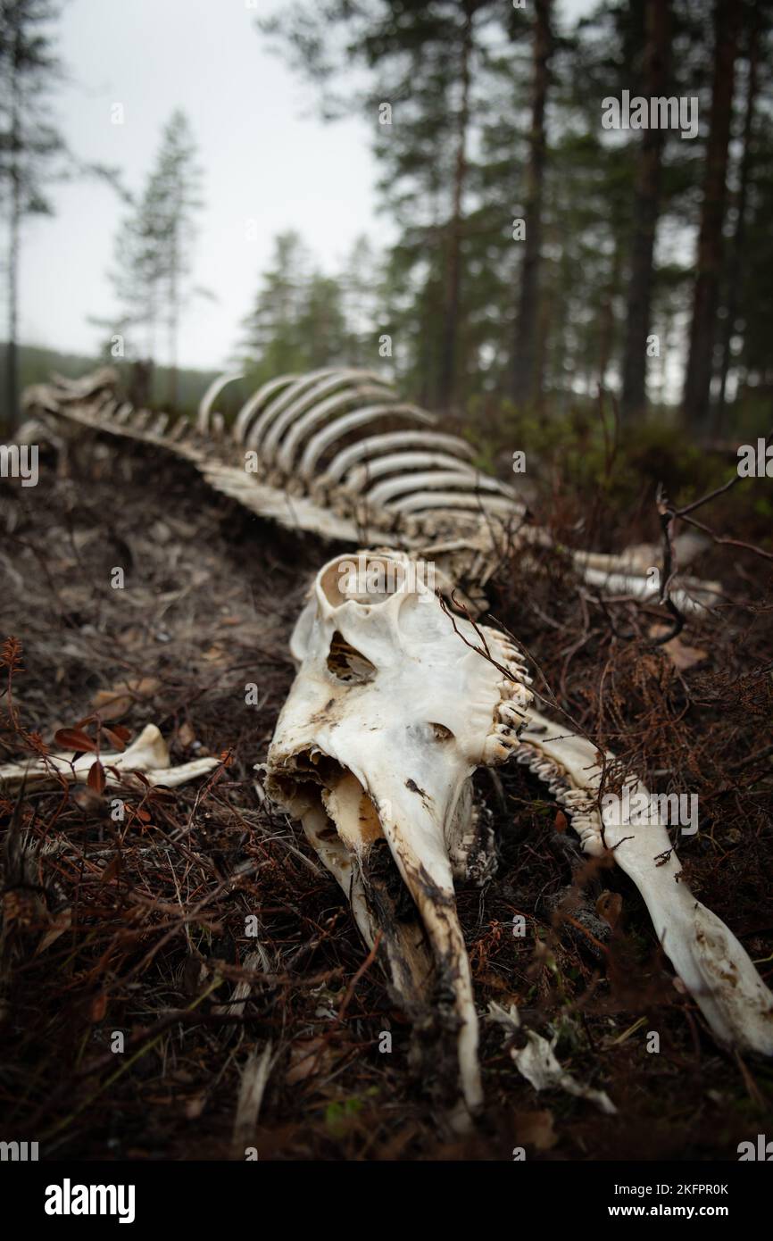 A vertical shot of a deer skeleton laying in the woods Stock Photo