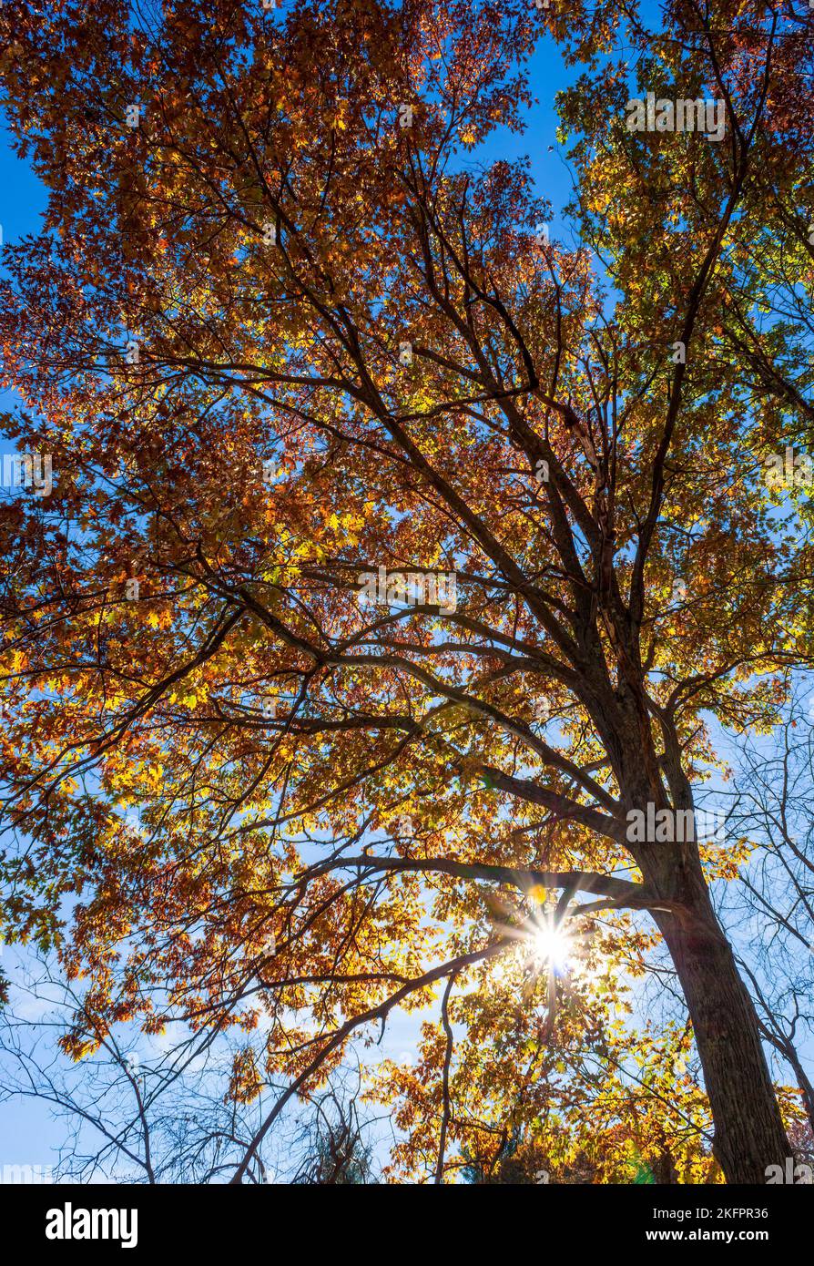 The canopy of a scarlet oak tree (Quercus coccinea). The sun light shining through golden fall foliage. Charles River Peninsula Stock Photo