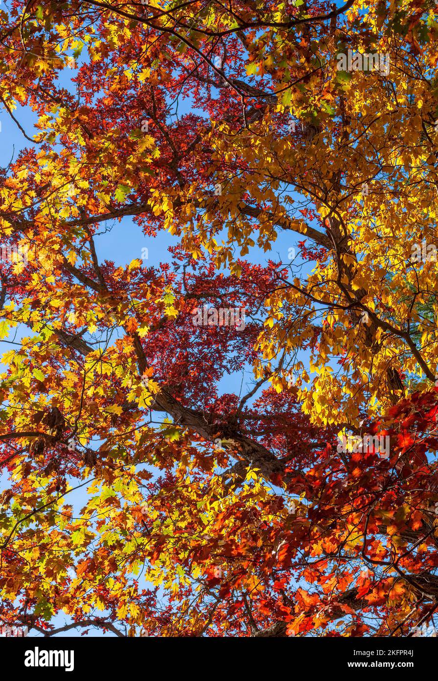 Tree canopies: scarlet oak, white oak and butternut. Fall foliage in New England. Leaves in golden and red shades. Charles River Peninsula, Needham MA Stock Photo