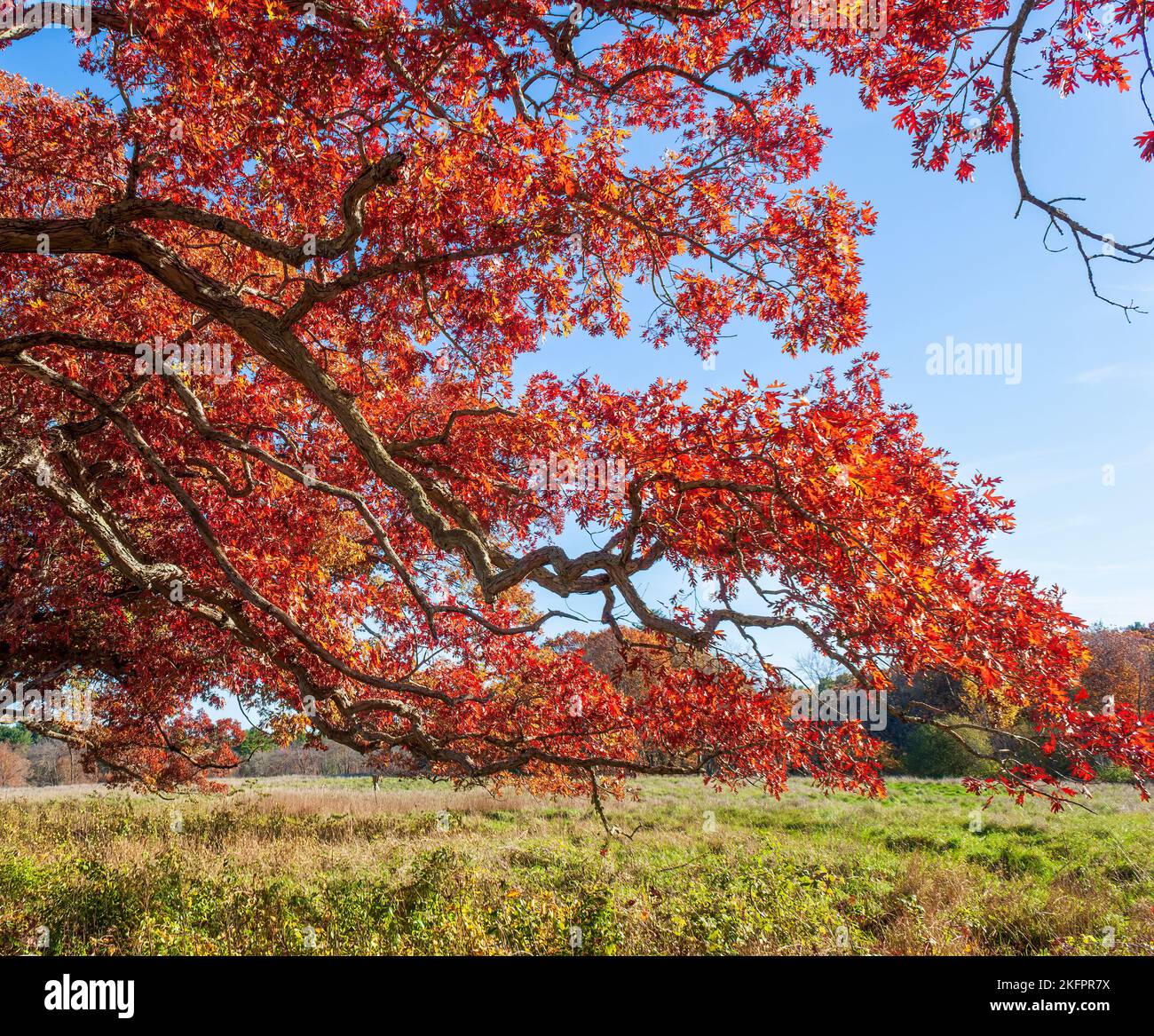 White oak tree branches (Quercus alba) in peak fall foliage, with