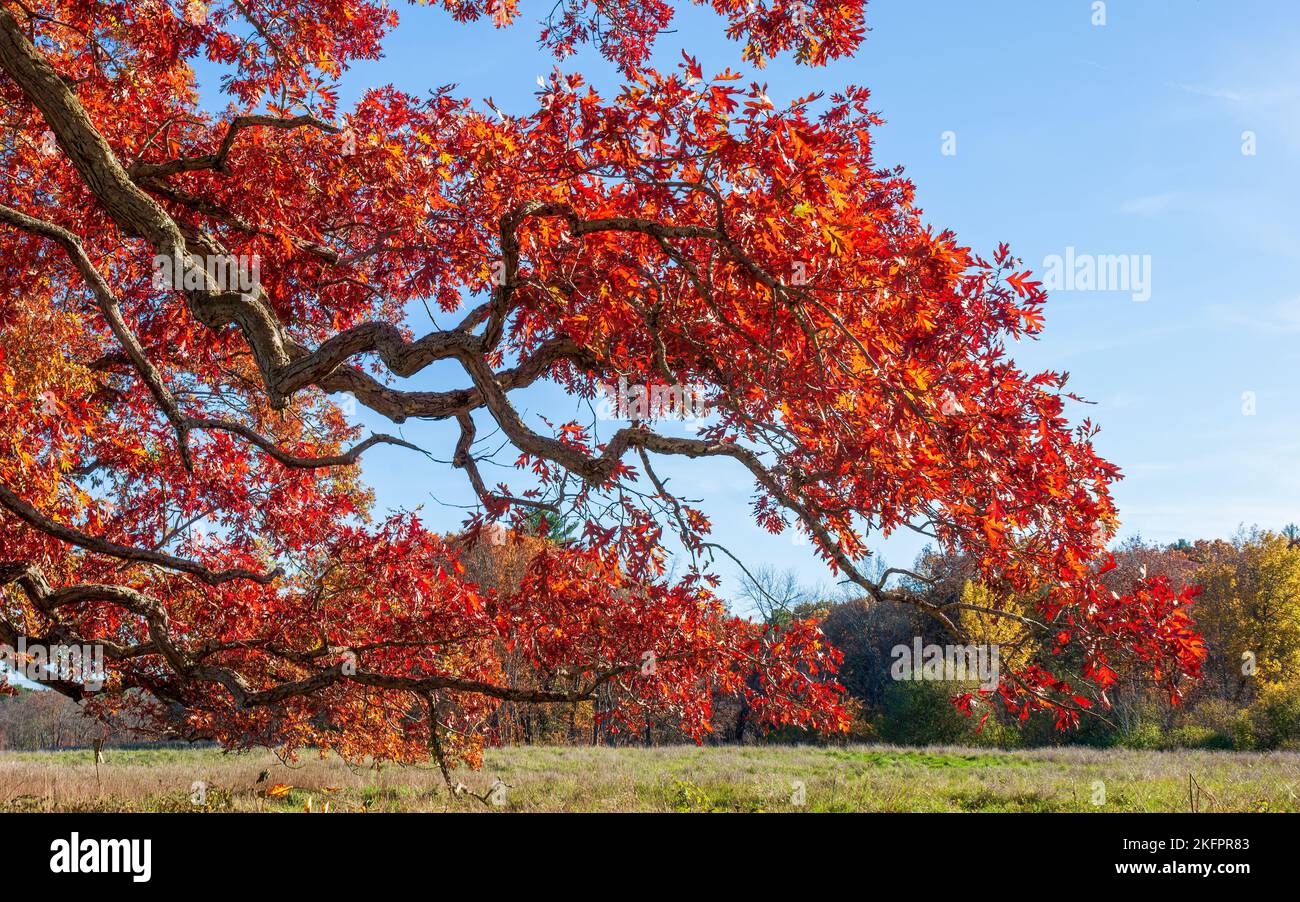 White oak tree branches (Quercus alba) in peak fall foliage, with