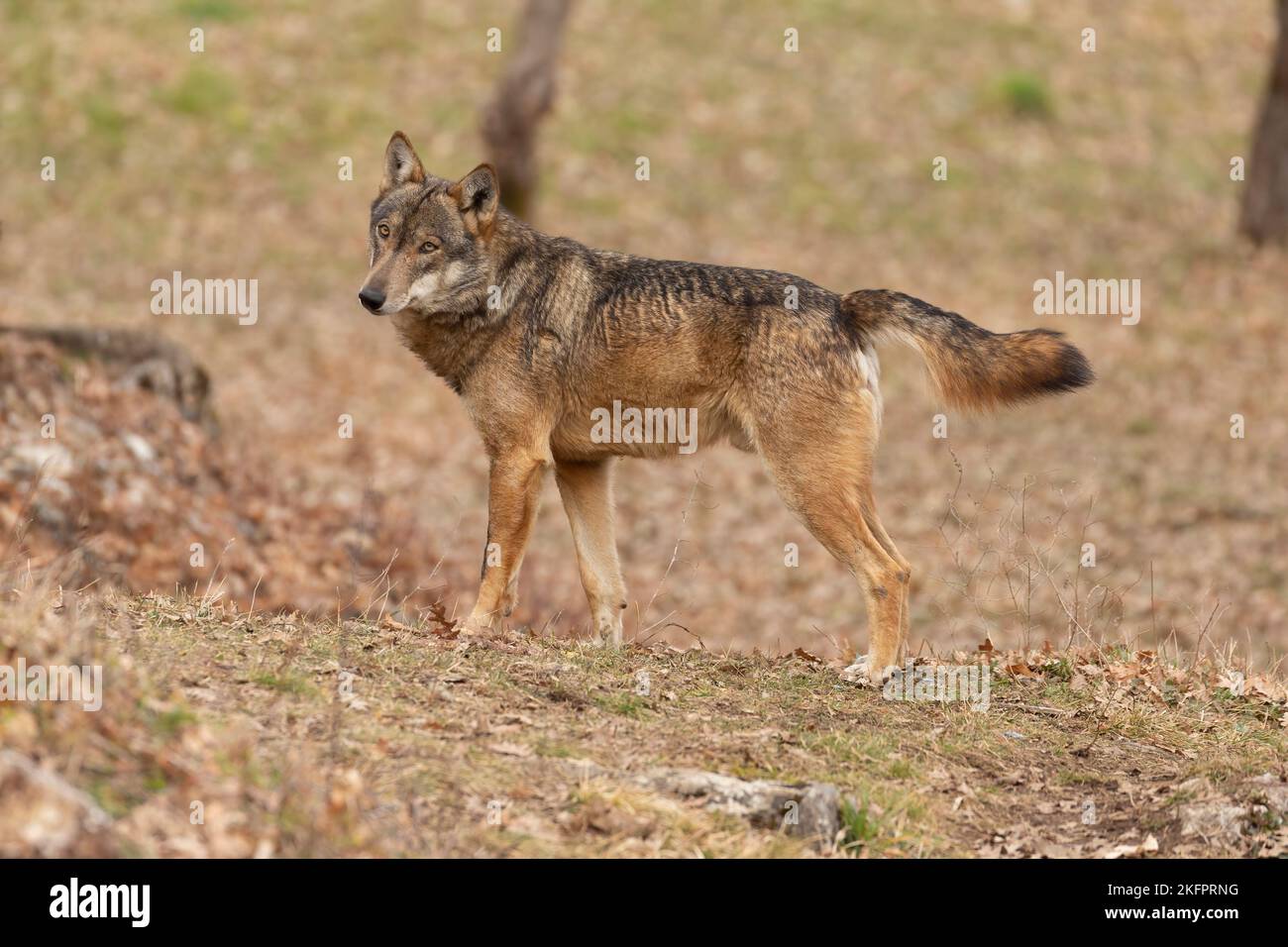 Apennine wolf in italy, Abruzzo. Stock Photo