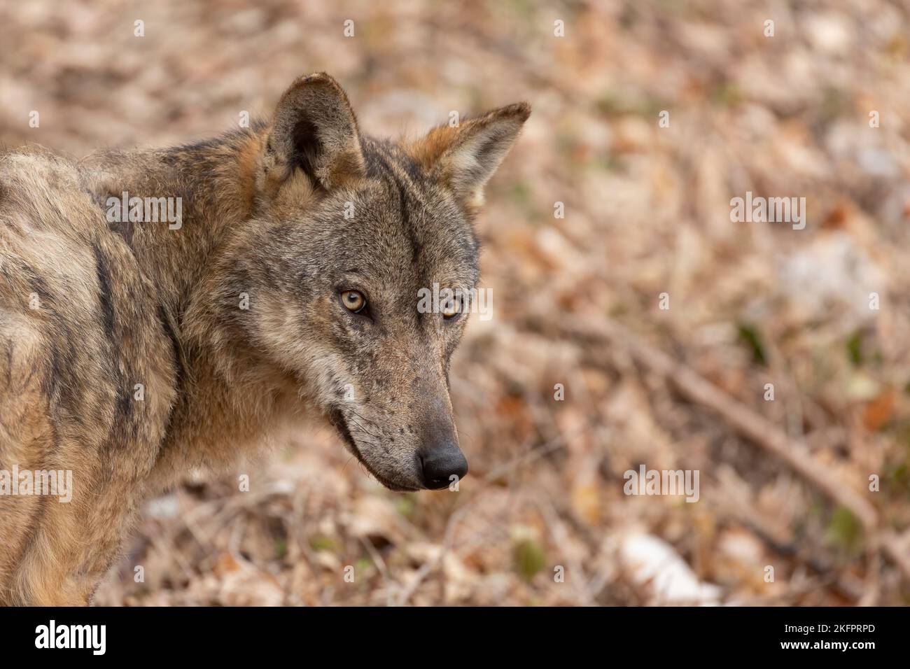 Apennine wolf in italy, Abruzzo. Stock Photo