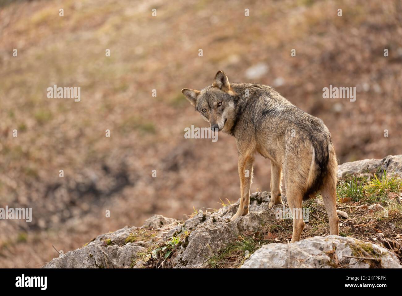 Apennine wolf in italy, Abruzzo. Stock Photo