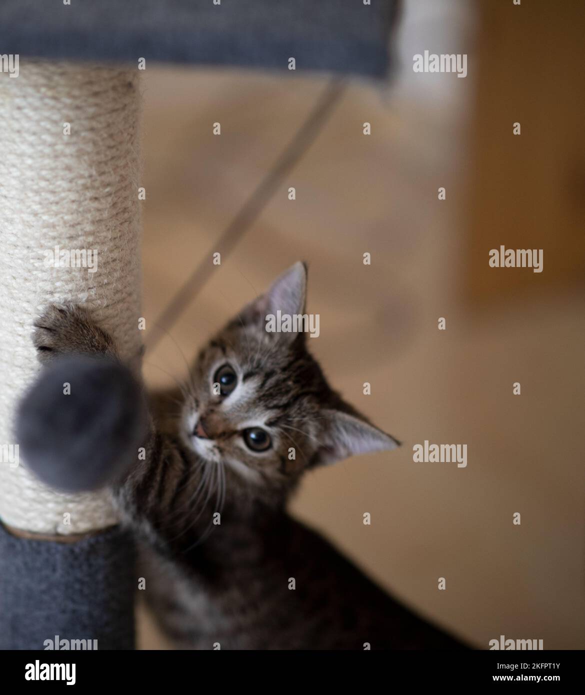 Kitten Scratching A cute little grey kitten playing with a scratching post with a ball ...