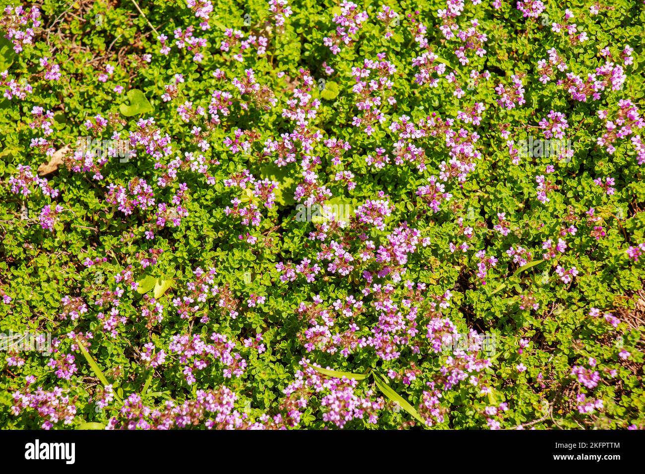 Wild thyme plants in the field. Many small pink flowers of creeping