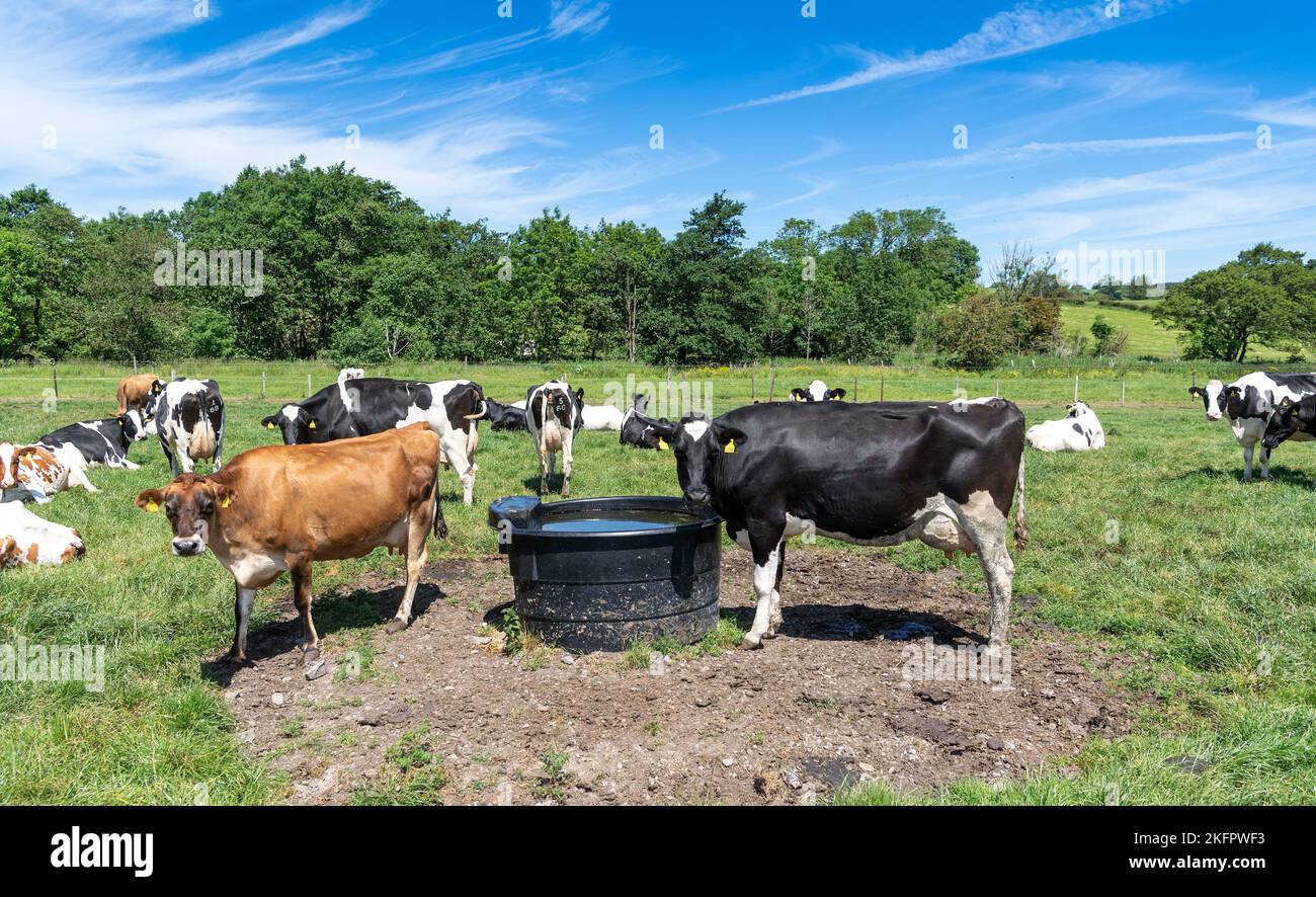 Dairy cows drinking from a water trough in a field on a hot summers day