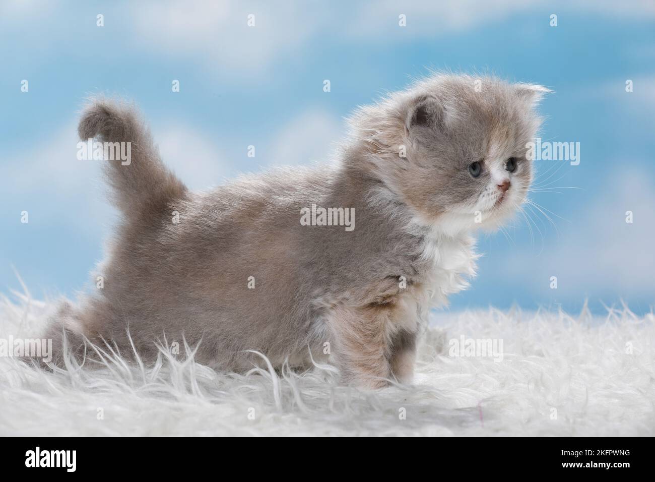 Highlander Kitten Stock Photo