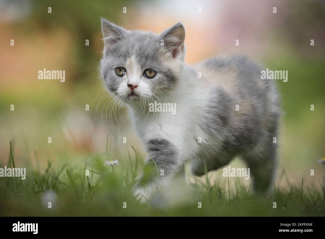 walking British Shorthair Kitten Stock Photo