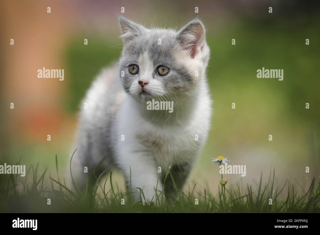 walking British Shorthair Kitten Stock Photo